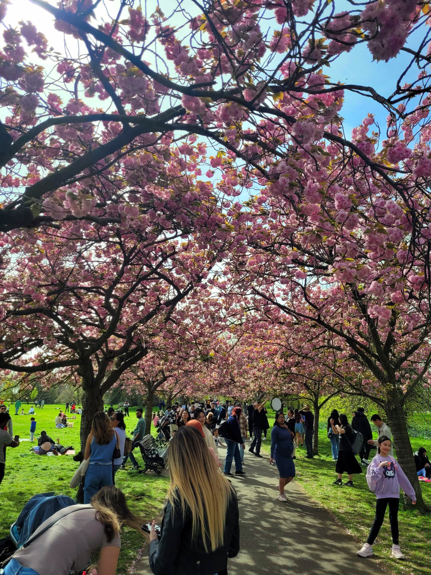 Cherry blossom trees at Greenwich Park, London